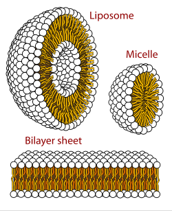Self-organization of phospholipids: a sphericalliposome, a micelle, and a lipid bilayer.